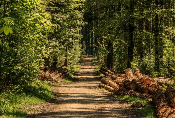 Tree planting image
